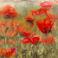Buy canvas prints of Summer Poppy's Art by David Pyatt