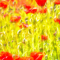 Buy canvas prints of Poppy Meadow Dreams by David Pyatt