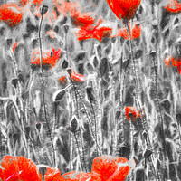 Buy canvas prints of Poppys In Monochrome by David Pyatt