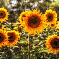 Buy canvas prints of Sunflowers With Canvas Texture by David Pyatt