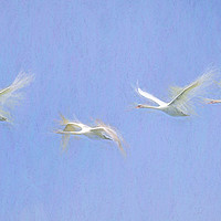 Buy canvas prints of Swan Art Panorama  by David Pyatt