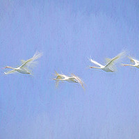 Buy canvas prints of Swans Flying Art  by David Pyatt