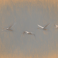 Buy canvas prints of Swans Flying Leonardo da Vinci by David Pyatt