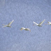 Buy canvas prints of Flying Swans Art by David Pyatt