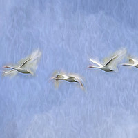 Buy canvas prints of Swans Flight Art by David Pyatt