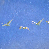 Buy canvas prints of Swans Flying Art by David Pyatt
