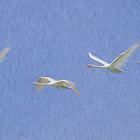 Buy canvas prints of Flying Swans Art Panorama  by David Pyatt