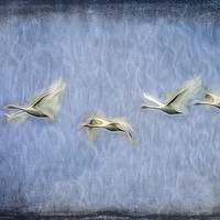 Buy canvas prints of Migrating Swans Art by David Pyatt