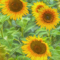 Buy canvas prints of Sunflower Field Art by David Pyatt
