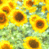 Buy canvas prints of Painterly Sunflower Field by David Pyatt