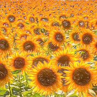 Buy canvas prints of Sunflower Field Of Dreams  by David Pyatt