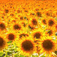 Buy canvas prints of Sunflowers Turner Sunset by David Pyatt
