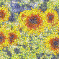 Buy canvas prints of Sunflowers Starry Night by David Pyatt