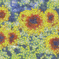 Buy canvas prints of Starry Night Sunflowers by David Pyatt