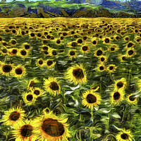 Buy canvas prints of Sunflower Field Vincent Van Gogh by David Pyatt