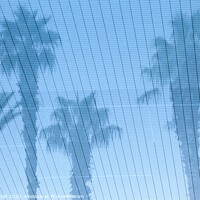 Buy canvas prints of Palm Trees Reflections by David Pyatt
