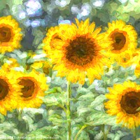 Buy canvas prints of Summer Sunflower Art by David Pyatt