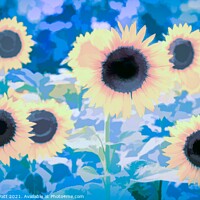 Buy canvas prints of Sunflower Blue Art by David Pyatt
