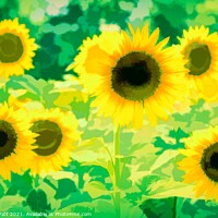 Buy canvas prints of Sunflowers Green Art by David Pyatt