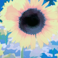 Buy canvas prints of Sunflower From The Blue Art by David Pyatt