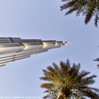 Buy canvas prints of Burj Khalifa Dubai Palm Trees  by David Pyatt