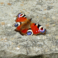 Buy canvas prints of Peacock Butterfly by John McCoubrey
