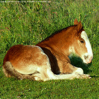 Buy canvas prints of Shire Horse Foal by John McCoubrey