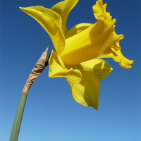 Buy canvas prints of Yellow Trumpet Daffodil by John McCoubrey