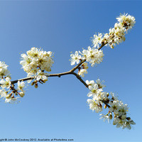 Buy canvas prints of Forked Branch with Blossom by John McCoubrey