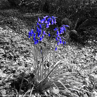Buy canvas prints of Bluebells by a Path by John McCoubrey