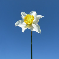 Buy canvas prints of Narcissus Daffodil by John McCoubrey