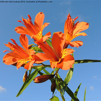 Buy canvas prints of Orange Lily by John McCoubrey