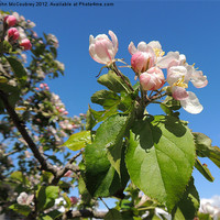 Buy canvas prints of Apple Blossom by John McCoubrey