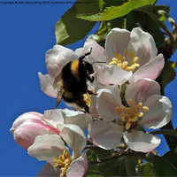 Buy canvas prints of Bumble Bee on Apple Blossom by John McCoubrey