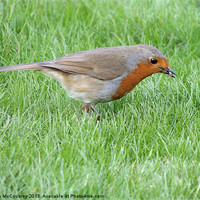 Buy canvas prints of British Robin (Erithacus rubecula melophilus) by John McCoubrey