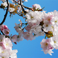 Buy canvas prints of Cherry Blossom by eric carpenter