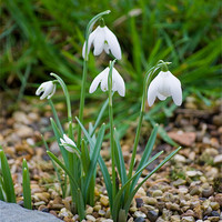 Buy canvas prints of Snowdrops by eric carpenter