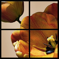 Buy canvas prints of Tulip Four Of The Same Kind by holly lyndon