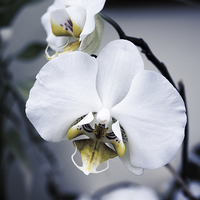 Buy canvas prints of Orchid Flower by holly lyndon