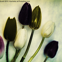 Buy canvas prints of Tulip Ghosts by Natalie Durell