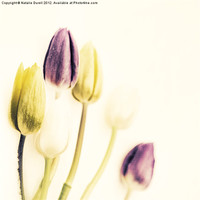 Buy canvas prints of Vintage Tulips by Natalie Durell