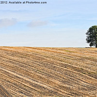 Buy canvas prints of Ploughed & Ready by Natalie Durell