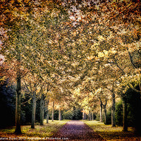 Buy canvas prints of Avenue of Trees by Natalie Durell