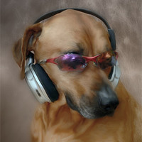 Buy canvas prints of DJ POOCH by Rob Toombs