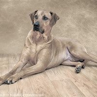 Buy canvas prints of THE RHODESIAN RIDGEBACK by Rob Toombs