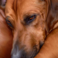 Buy canvas prints of THE RESTING RIDGEBACK by Rob Toombs