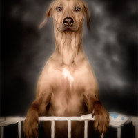 Buy canvas prints of THE CURIOUS RIDGEBACK by Rob Toombs