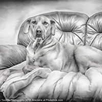 Buy canvas prints of THE PROUD RIDGEBACK by Rob Toombs
