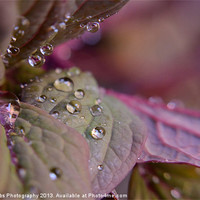 Buy canvas prints of PURPLE DROPLETS by Rob Toombs