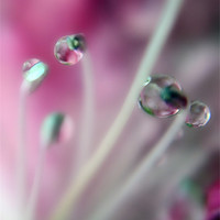 Buy canvas prints of PURPLE DROPS by Rob Toombs